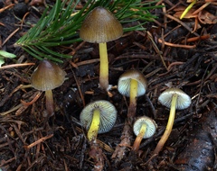 Mycena nivicola