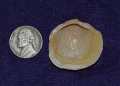 Phacoides pectinatus