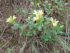Scutellaria caucasica