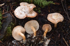 Clitocybe albirhiza