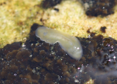 Leptoplanoidea
