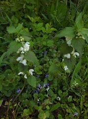 Lamium album