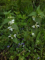 Lamium album