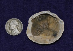 Phacoides pectinatus