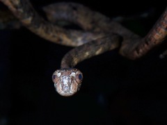 Aplopeltura boa
