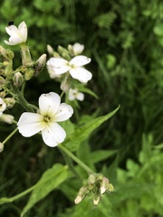 Hesperis matronalis