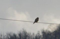 Falco sparverius sparverius