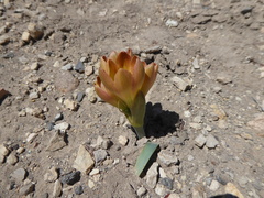 Zephyranthes gilliesiana