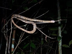 Aplopeltura boa