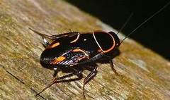 Catacanthini