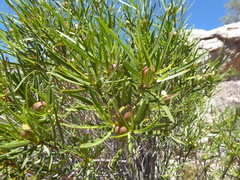 Colliguaja integerrima