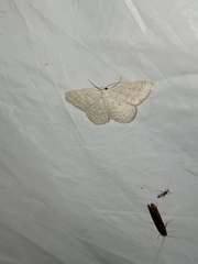 Scopula incanata