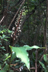 Alpinia oblongifolia