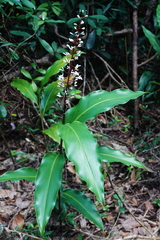 Alpinia oblongifolia