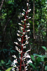 Alpinia oblongifolia