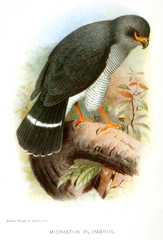 Plumbeous Forest-Falcon photo 1