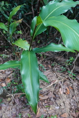 Alpinia oblongifolia