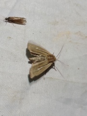 Mythimna anderreggii