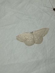 Scopula incanata