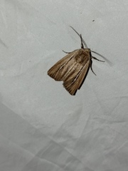 Mythimna anderreggii