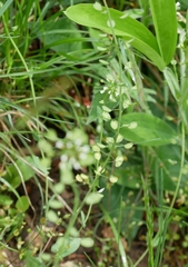 Noccaea perfoliata