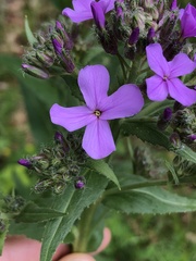 Hesperis matronalis