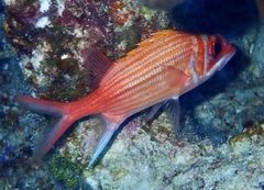 Neoniphon marianus
