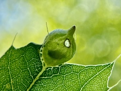 Dryocosmus quercusnotha