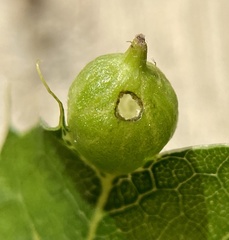 Dryocosmus quercusnotha