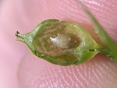 Dryocosmus quercusnotha