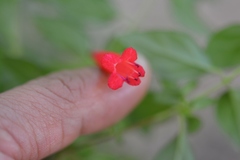 Clinopodium selerianum