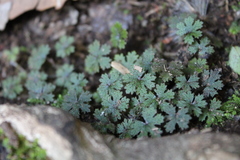 Hydrocotyle dissecta