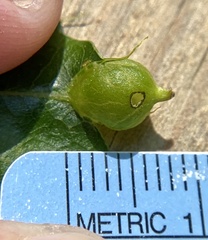 Dryocosmus quercusnotha