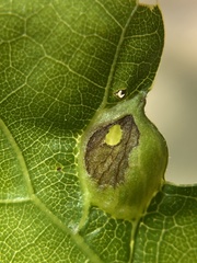 Dryocosmus quercusnotha