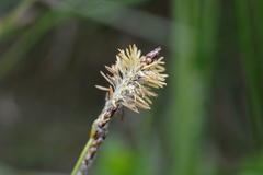 Carex hirta