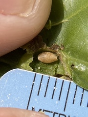 Dryocosmus quercusnotha