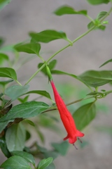 Clinopodium selerianum