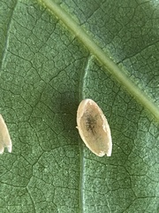 Dryocosmus quercusnotha