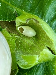 Dryocosmus quercusnotha