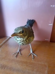Turdus merula