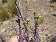 Senecio subumbellatus