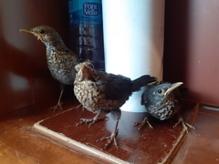Turdus merula