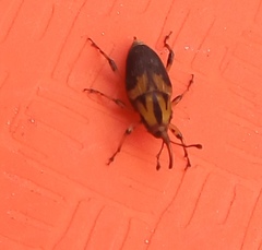 Metamasius sericeus