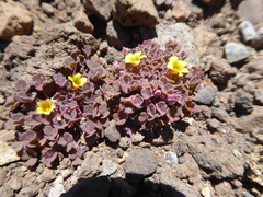 Oxalis compacta