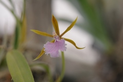 Rhynchostele stellata