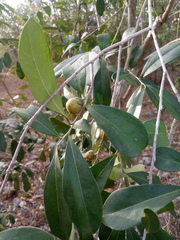 Diospyros tetrasperma