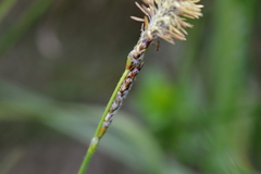 Carex hirta