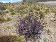 Senecio subumbellatus