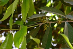 Olmediella betschleriana