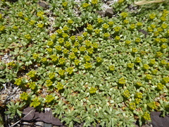 Azorella trifurcata